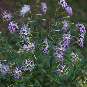 Dianthus superbus the Fringed Pink