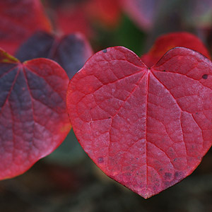 Disanthus cercidifolius