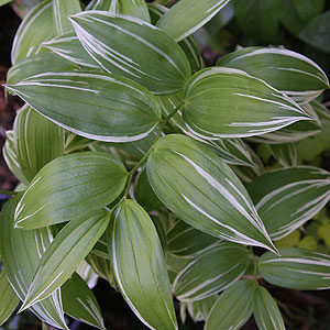 Disporum sessile 'Variegatum' 