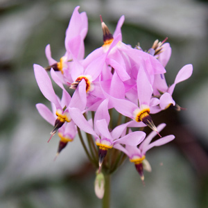 Dodecatheon meadia