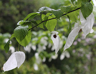 Dove Tree