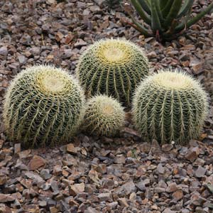 Golden Barrel Cactus