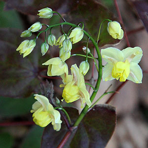 Epimedium x versicolor neosulphureum