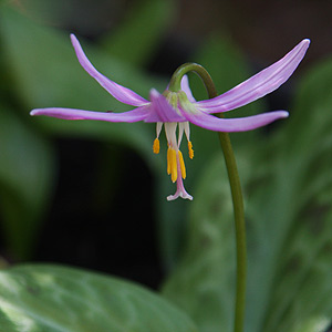 Erythronium revolutum - The Dog's tooth violet or Pink Fawn Lily