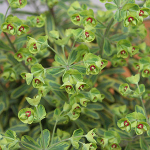 Euphorbia x martinii 'Ascot-Rainbow'