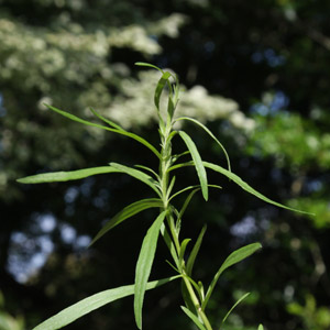 French Tarragon