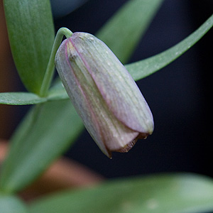 Fritillaria graeca