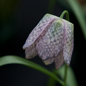 Fritillaria Meleagris saturnus