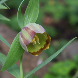 Fritillaria acmopetala