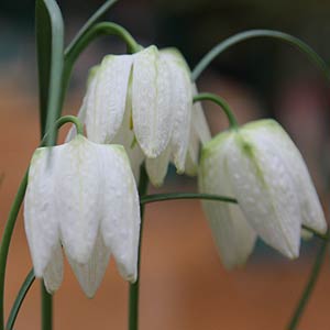 Fritillaria Meleagris alba