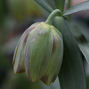 Fritillaria pontica