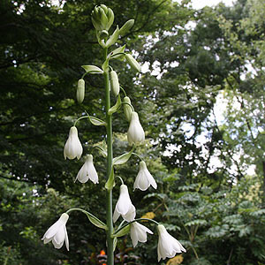 Galtonia candicans