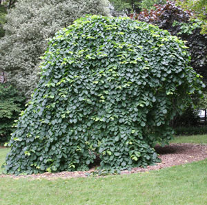 Weeping Elms make great garden trees