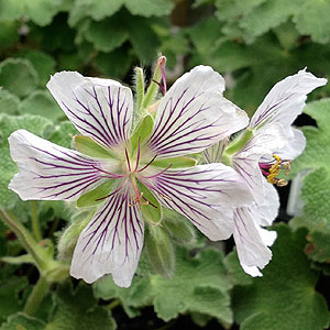 Geranium renardii