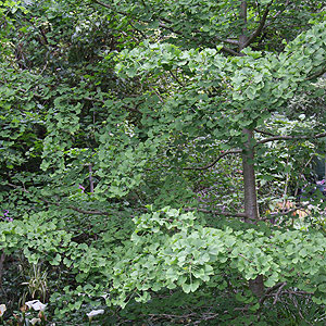 Ginkgo biloba tree