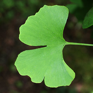 Ginkgo Biloba Leaf