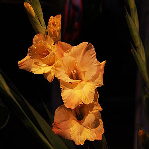 Gladioli Flower
