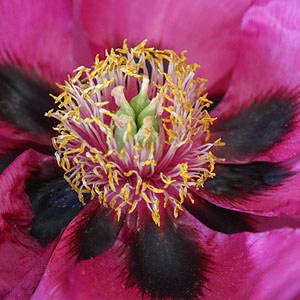 Peony flower