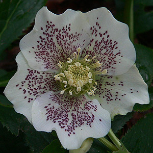 Helleborus Orientalis Hybrid