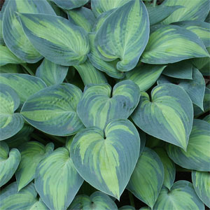 Hosta Plant