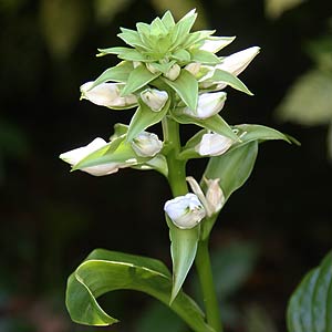 Hosta plantaginea the Fragrant Hosta