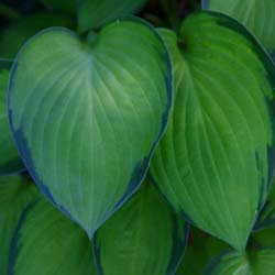 Hosta Plant