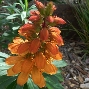 Isoplexis canariensis