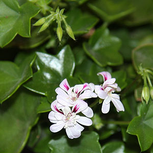 Ivy Leaf Geranium