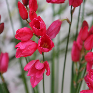 Red Ixia flower