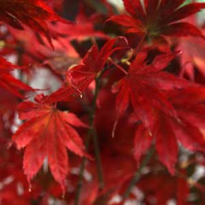 Japanese Maple Foliage