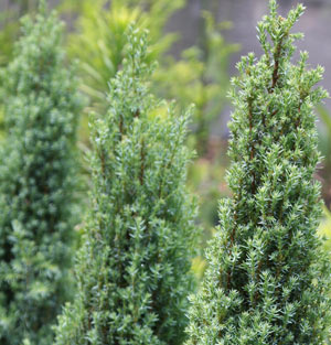 Juniperus communis compressa