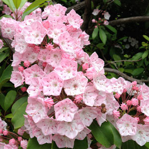 Kalmia latifolia