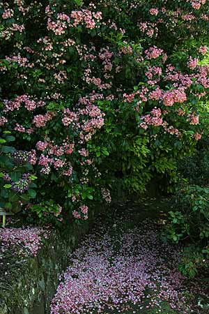 Kalmia latifolia 'Clementine Churchill'