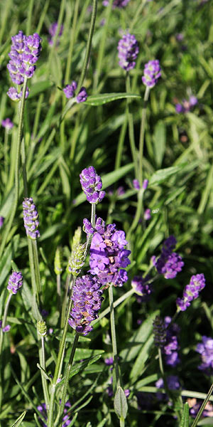 Well pruned Lavender