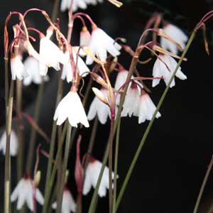 Leucojum autumnale