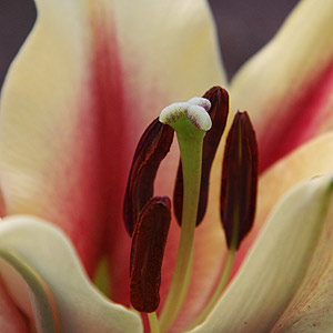 Lilium Flower