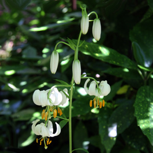 Lilium martagon var. album