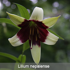 Lilium Nepalense a wonderful lily for a woodland position