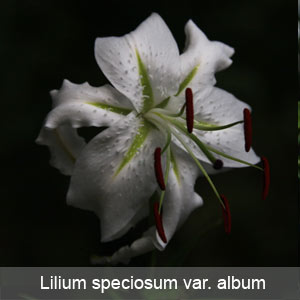 Lilium speciosum var. album