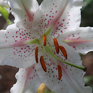 Lilium Flower