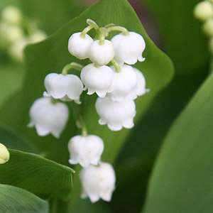 Lily of the Valley