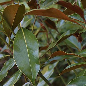 Magnolia grandiflora