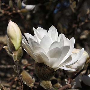 Magnolia stellata