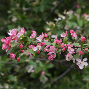 Crab Apple Blossom