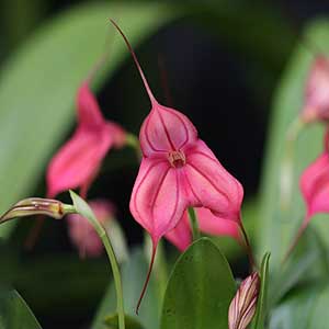 Masdevallia Orchid