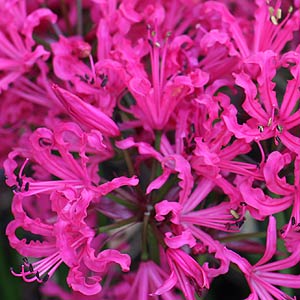 Nerine Fothergill Major