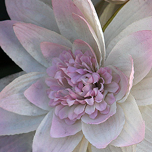 Water Lily Nymphaea species