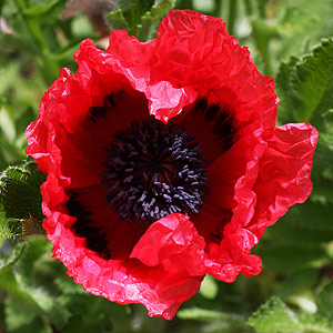 Oriental poppy flower