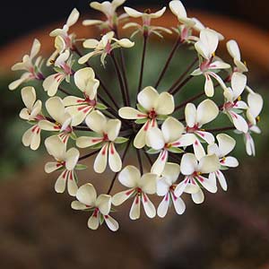 Pelargonium caroli henric