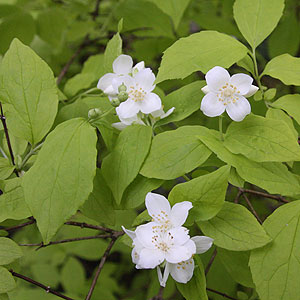 Philadelphus coronarius 'aureus'